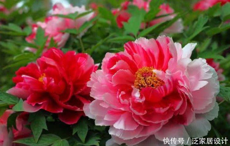 4种花是花中劳模，花开不停，开花量大，花开枝繁叶茂