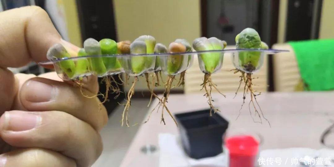 多肉扦插不用土,胶囊板一套,3天就能冒白根!