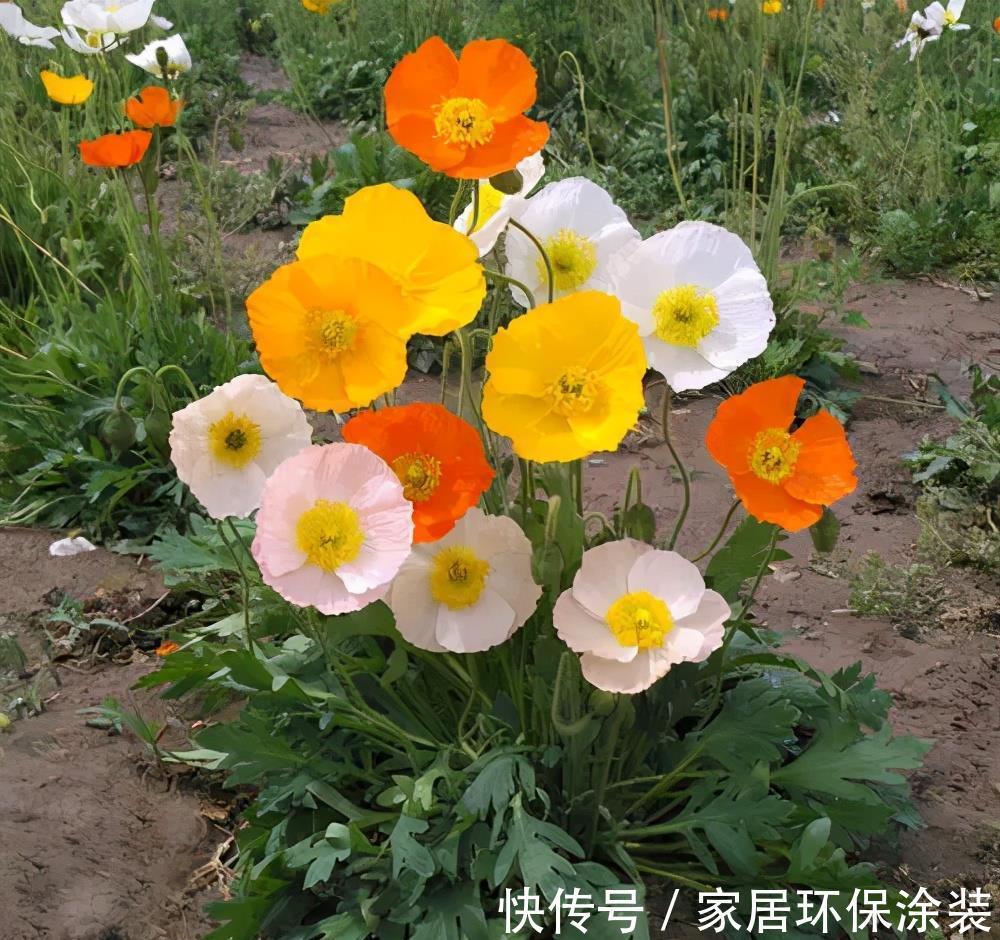 小便宜|7月买花,遇到4种情况,再喜欢也别买,养不活,都是商家的智商税