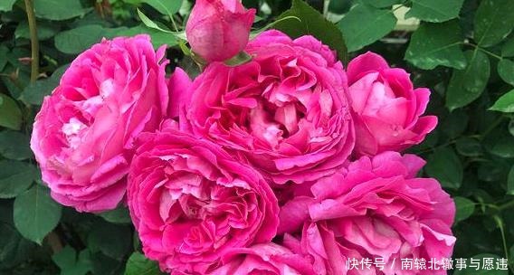 牡丹|她花10元买了一种花,随意栽种在花园里,历经2年,开花惊艳全场!