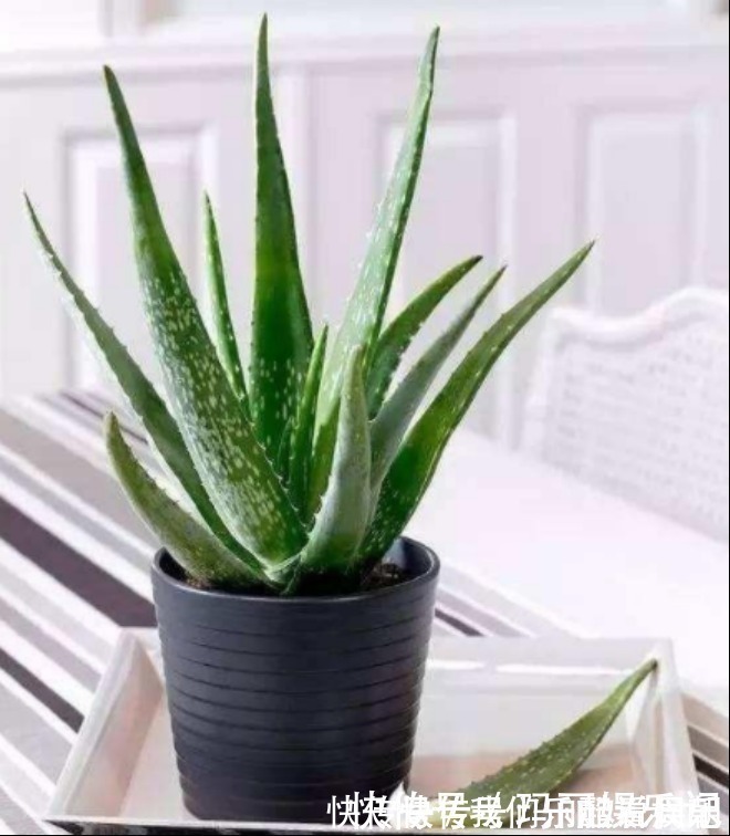 室内观叶|最适合卧室摆放的9种植物,清新素雅,安全无毒,还特好养活