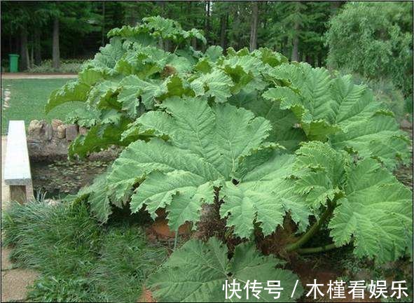 世界最大的叶子是它,1片能给10人遮雨,阳台种一盆就挤爆!