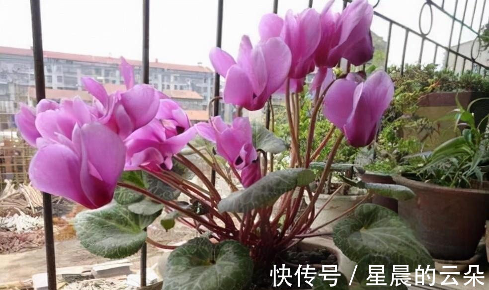 养这5种盆栽,0℃都开花,且最后一种花期超长,像假花一样