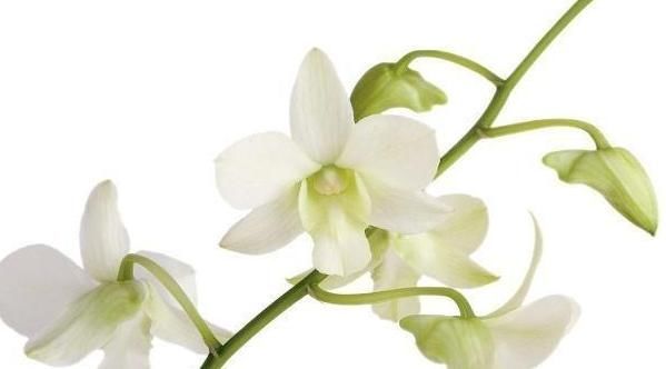 健康|幽门螺杆菌害怕什么?饮水时加“一物”,胃病会不攻自破!