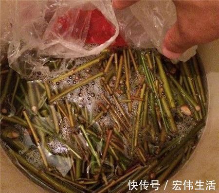 水杨酸|用“土方法”制作的花肥,才是养花“万能肥”,养啥旺啥