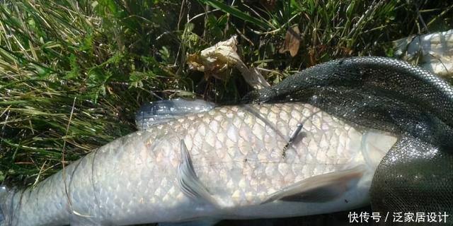 突遇大鱼想要拉上岸怎么办?新手必看的遛鱼技巧