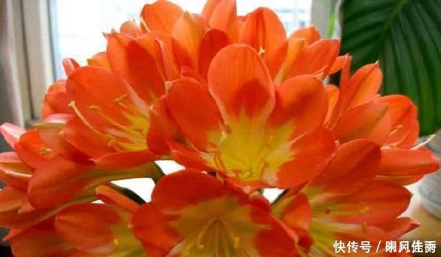 花匠严肃的说, 给君子兰这样洗个澡, 花苞蹭蹭长, 1年开花好几次!