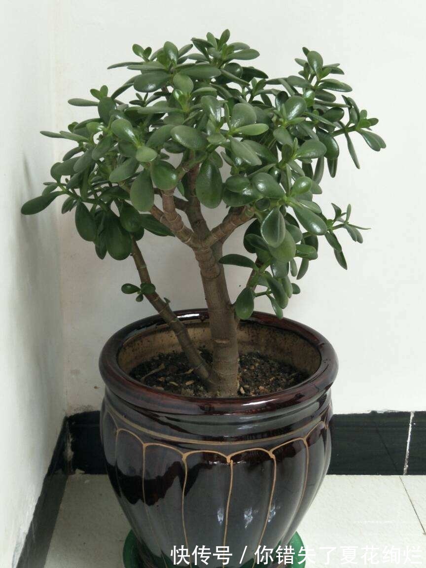 龙骨|能活几十年的花,家里养一盆,还能养成传家宝