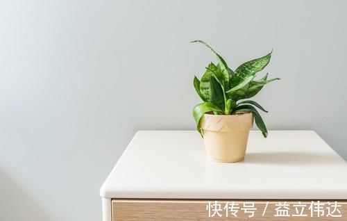植株|养虎皮兰,能不能晒太阳,怎么养能长得更旺,为你揭开答案