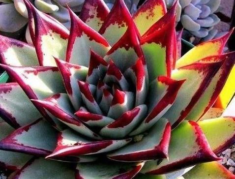 养多肉乌木,狠心折磨一年,挺拔又亮丽,人人见了都夸美