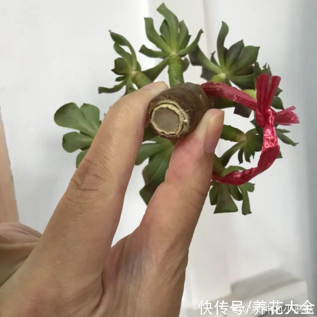养花大棚倒闭,“贵货花”路边扔了一地,后悔没带个大麻袋