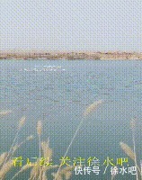 不瞒咧~保定这儿的网红大坑来qie咧!50只白天鹅!