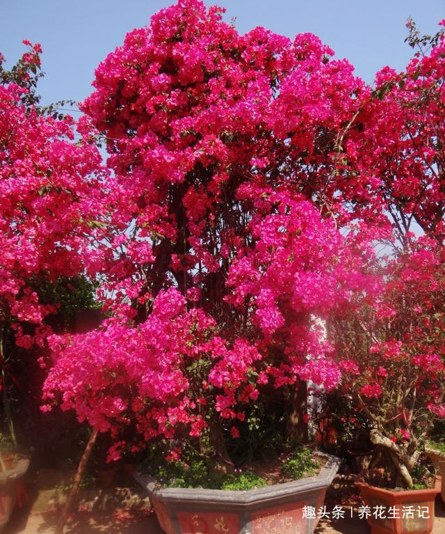 做好“2点”后，三角梅花朵似锦，四季开花不断！