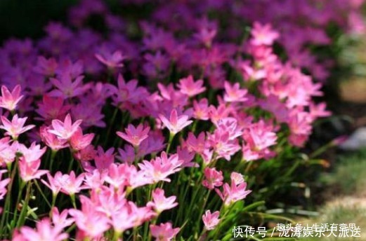 鳞茎|此花,人称“不死花”,耐寒耐高温!教你几招,3年开花,花开3年