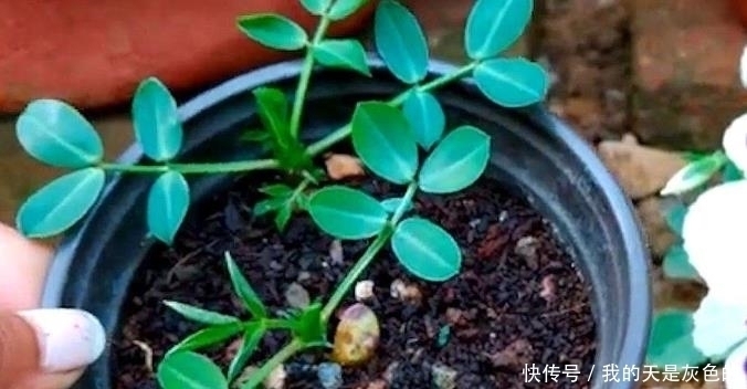 火龙果|4种水果核,撒到小花盆,一个月变精致小盆栽,还能养开花