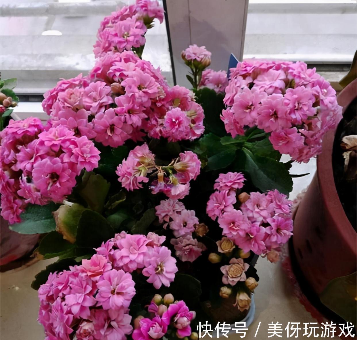 叶片|人养花，花亦养人！这八种“能养人”的健康花，建议至少养一种