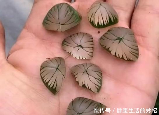 多肉玉露有4怕,塑料瓶扣3天,臭毛病全消失,美的像水晶!