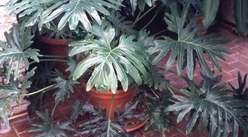 受欢迎|蔓绿绒观叶植物里的大家族,叶子颜色形态各异,我家就养了几种