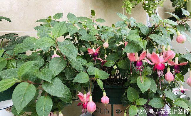 花店|五月逛花店,5种花不值得买,买了也浪费,要记得