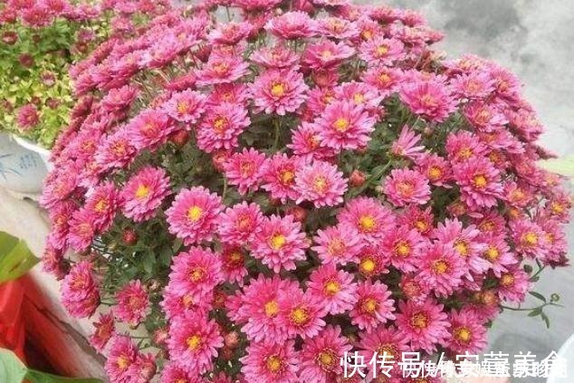 风雨兰|3种花不种就亏了,种1次年年都开花,耐寒又好养,开花非常美!