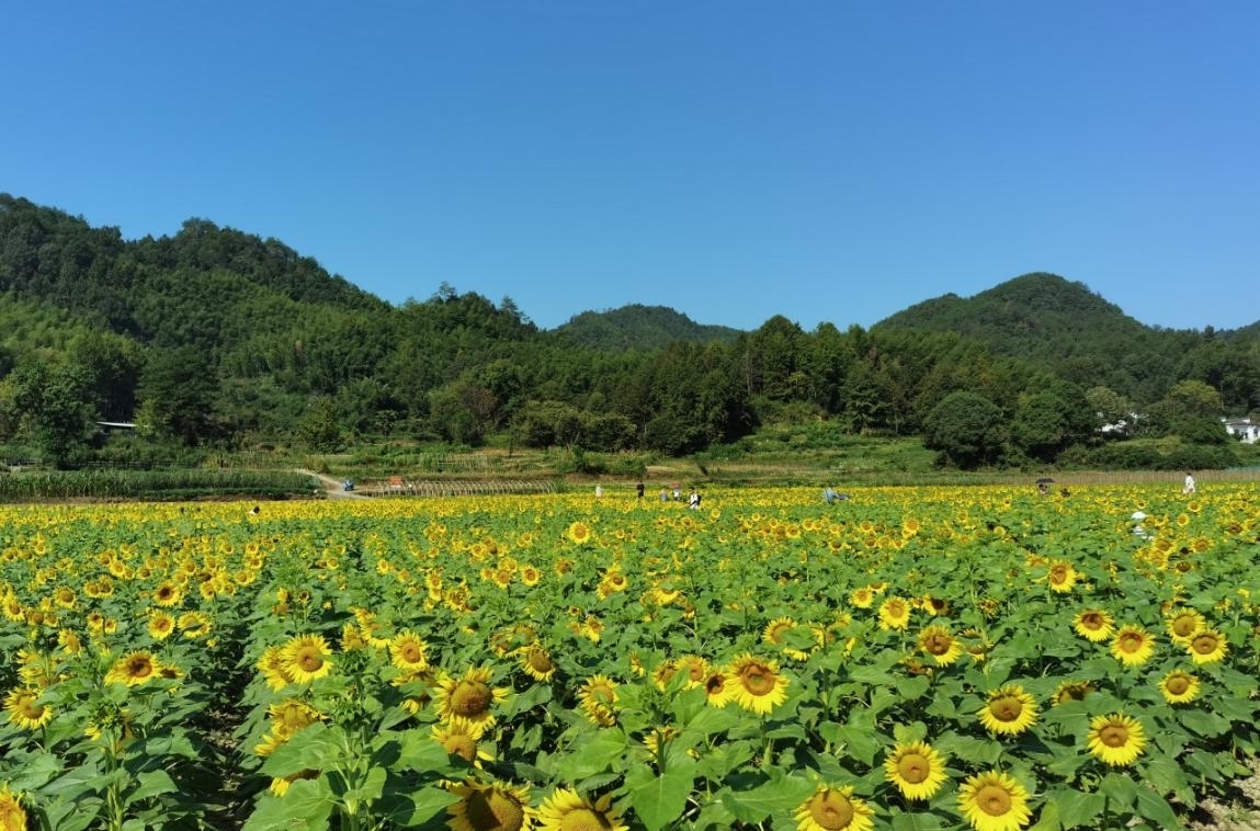 葵花|黄山：百亩葵花笑迎八方游客