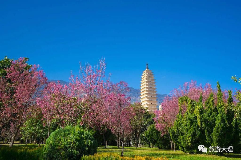 樱花|这个地方的冬樱花开了，错过又要等一年！