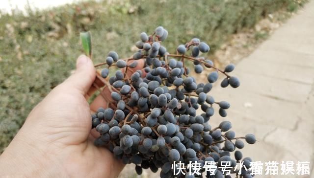 保肝护肝|它是养肝明目“特效药”,路边很常见,遇到别错过