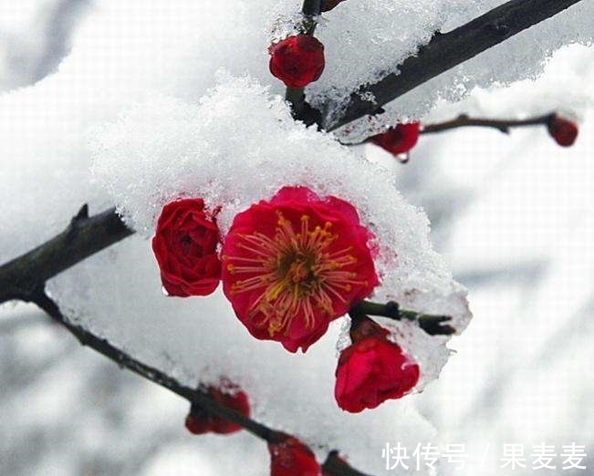 古诗$勾引春光一半出。四首早梅古诗,四种意境美,值得品读