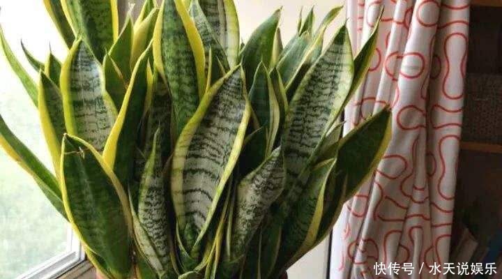 机关|打开虎皮兰这个神秘机关,疯狂冒芽摁不住,简直把盆撑炸!