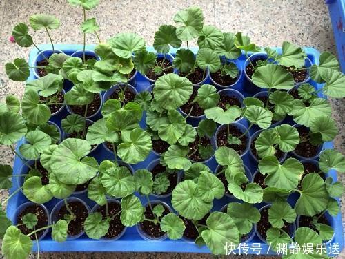 紫罗兰|家里有着6种花赚了!自己在家扦插,不花钱轻松变出好几盆