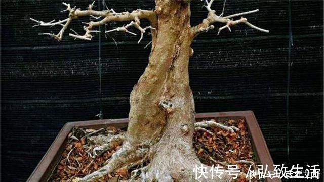 长势|盆景盆树出现了老化,要及时处理避免树桩死亡,方法一分钟看完