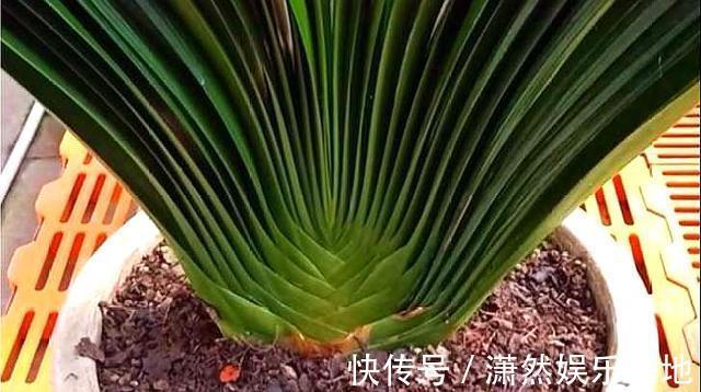 张大爷养的君子兰,一年能开2次花,把他的方法毫无保留地分享