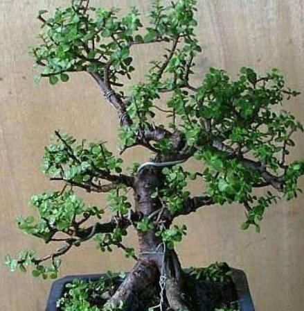 嫌“马齿苋树”长得丑,给它做个“整容手术”,半年变“盆景”