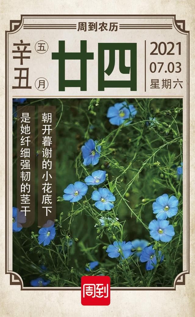 五月廿四 · 亚麻花开|农历中国 | 亚麻花