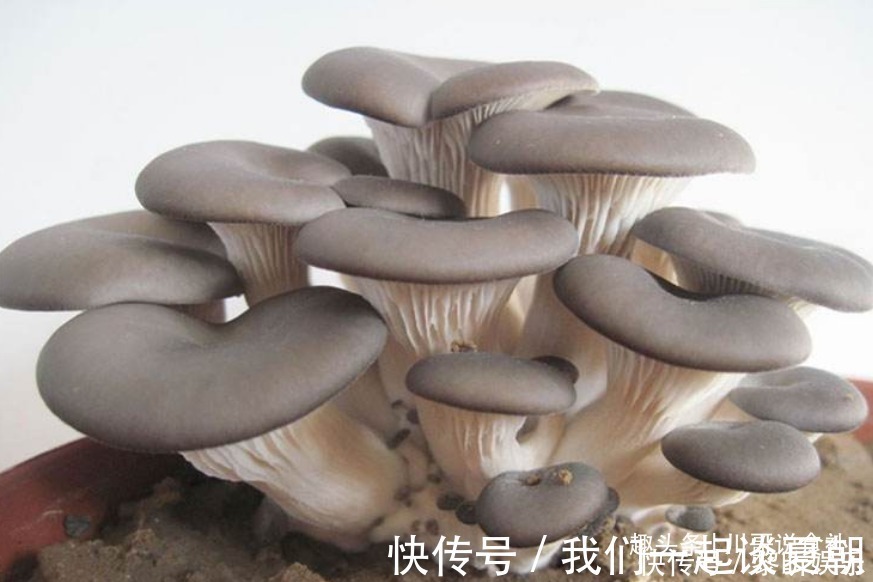 买平菇时，挑大的还是小的老菜农教您一招，别再买错了