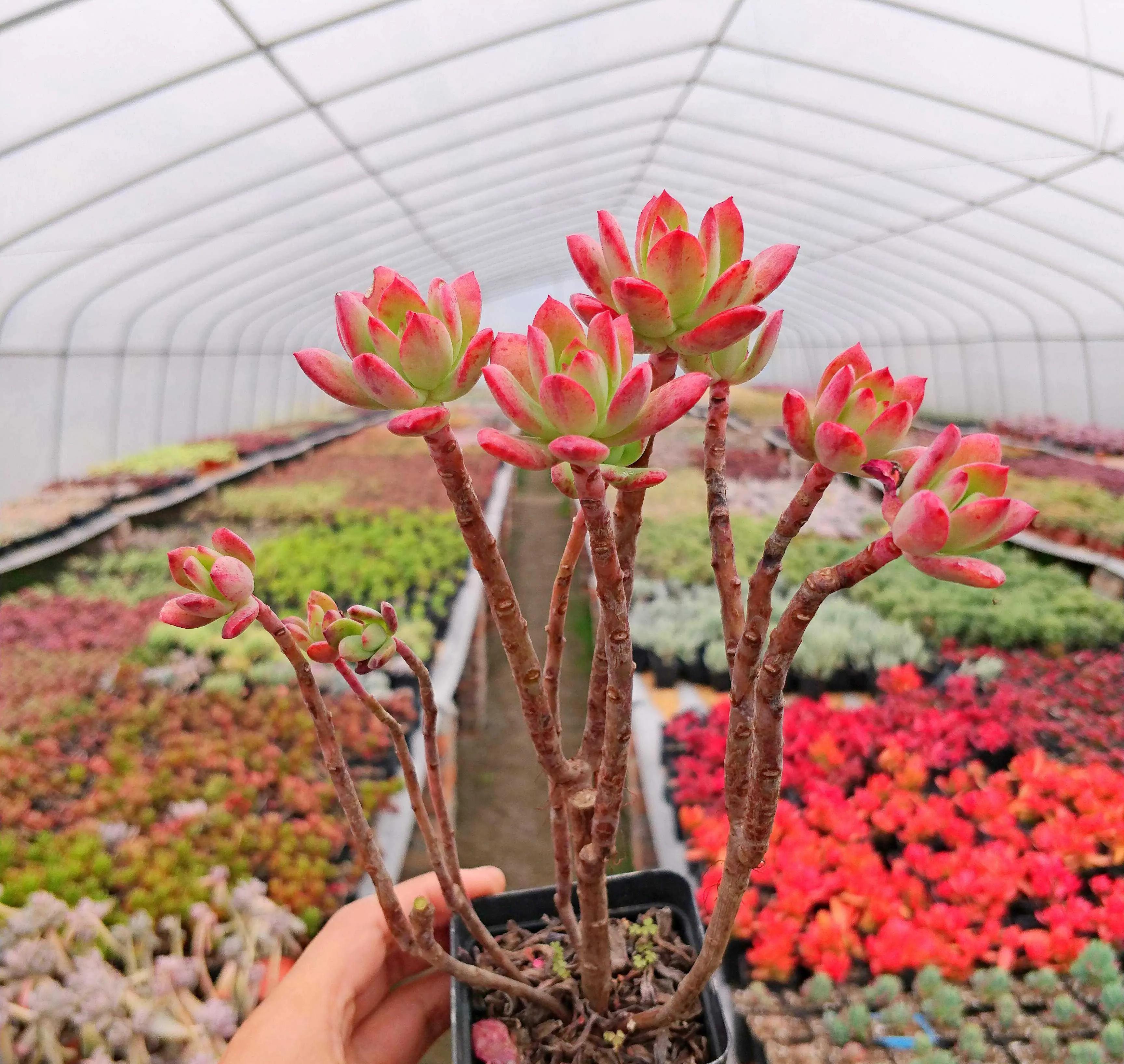 红稚莲|多肉中的红仙子,叶片肥美又红艳,长成老桩很轻松,太漂亮了