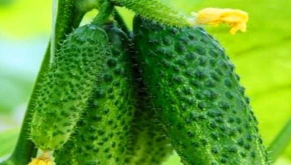 女性想要“小蠻腰”，就要常吃4種食物，排出毒素，滋陰降火！