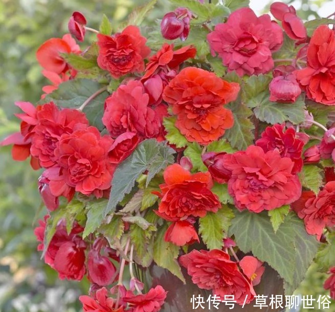 4种花漂亮又好养,比牡丹好看,浇水就疯长,开花爆盆很容易