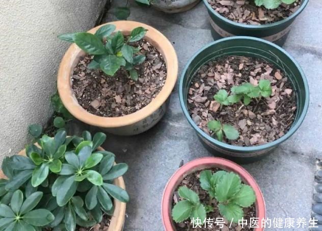 到了冬天捡些它们,开水烫烫、捂捂来养花,比肥强!