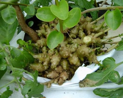 美食|在国外是入侵植物,到了国内成高档美食,一斤100元,看到珍惜