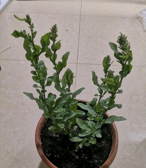  雪花|养护几个月的蓝雪花盆栽看到花苞了就是还不开花怎么回事