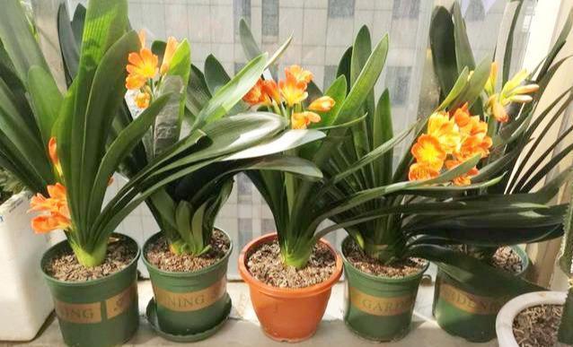 养花的秘密小盆养好花,大盆养死花,知道为什么吗