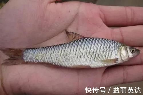 田沟里的麦穗鱼是怎样的一种鱼?有什么经济价值?