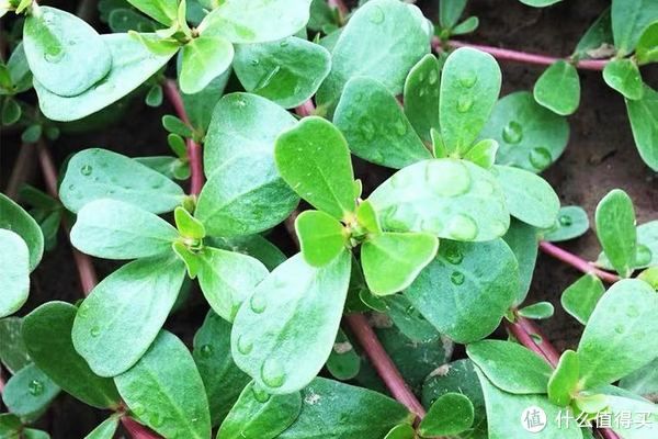 马齿笕|夏天的宝,农民的草马齿苋