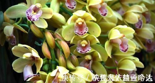 君子兰|养此2种花,花根一年长满盆,换盆不及时,想赏花都难了!