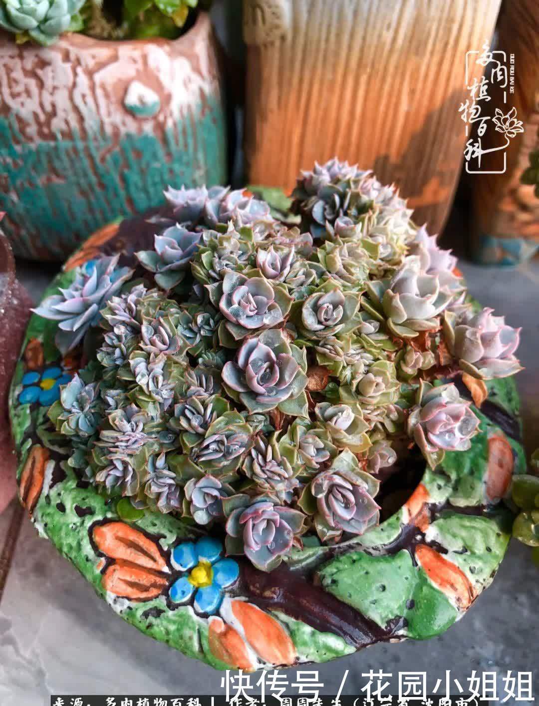 不羡鸳鸯不羡仙,只羡东北来春天!多肉冬去春来!