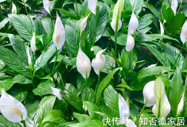 6种花真吉利,养在家里带来好兆头,长势健壮颜值高,值得拥有