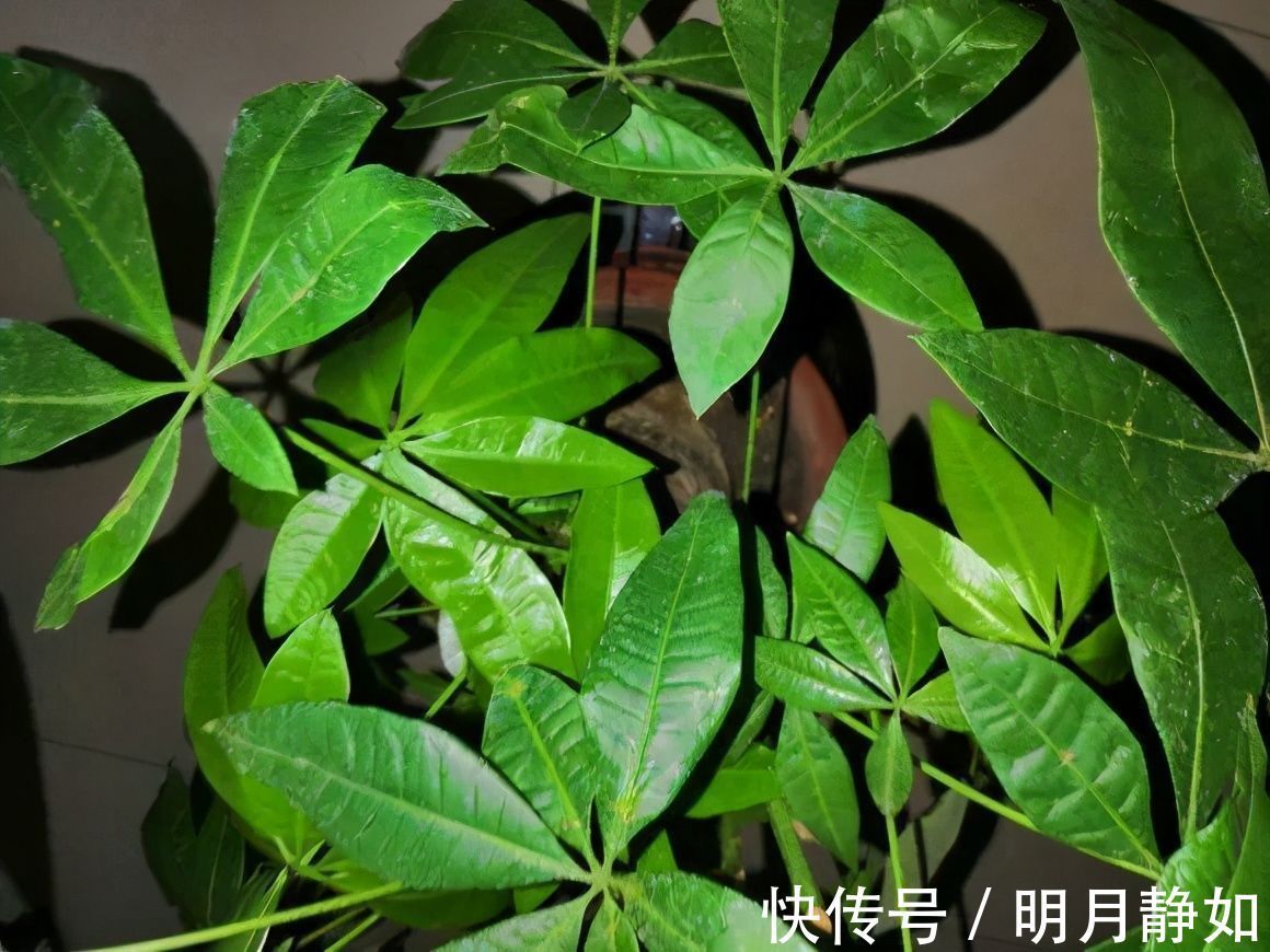 11月,千万别买这种花,养不活惹一肚子气