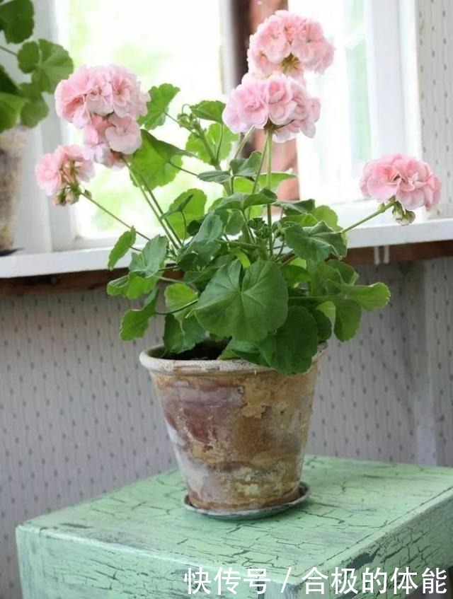 13种最佳的室内盆栽花卉,给一点点光照就可以开花了!