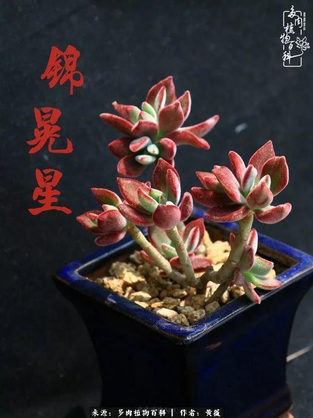 养了三年多肉,终于明白佛系养肉才是王道!